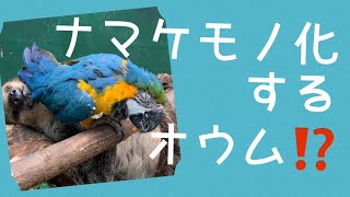 【ナマケモノ化するオウム】ナマケモノと一緒にいたら、ナマケモノになってしまったオウム♪(笑)