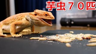腹ペコのトカゲが芋虫７０匹を完食