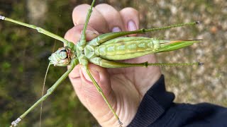 I caught a grasshopper that only lives on palm trees deep in the mountains of Indonesia!