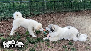カモのぬいぐるみをリリーに渡したくないベルです　Great Pyrenees　グレートピレニーズ