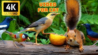 Cat TV - Fun & Relaxing videos for cats vol 015 - 🐱🐦🐿️🌿 - Nunu TV - Video for cats 4k