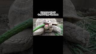 巨大なリクガメがキュウリをボリボリ食べる　#shorts #asmr