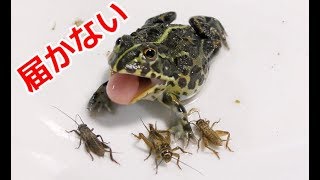 餌取りが下手過ぎるカエルの可愛さが天元突破