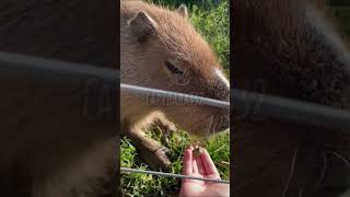 Capybara