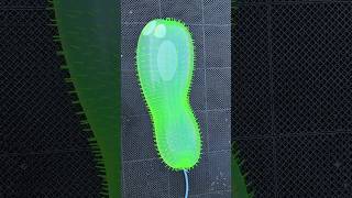 毛虫の中に水を入れまくると…🐛　Pour water into the Caterpillar