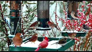 🔴LIVE 4K Winter Garden Bird Feeder: Cardinals, Woodpeckers, Snow Birds, Juncos, Christmas Wonderland
