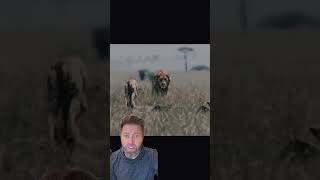 Typical Wildlife Documentary Cheating
