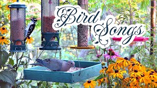 Uplifting Birds Singing in Spring (10hrs Uninterrupted)