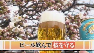 4000本のサクラが咲き誇る万本桜公園…大手ビール会社が支援する「サクラを守る」意外な取り組みとは？