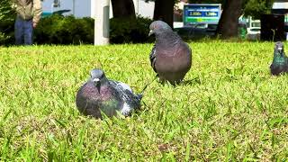 鳩ちーのコンピューターウイルスコンピューターウイルスウイルスウイルスウイルス