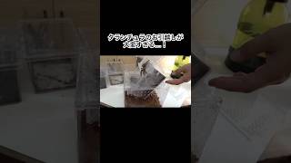 タランチュラのお引越しが大変すぎる　#shorts