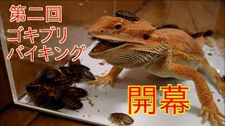 ゴキブリ５０匹のケージに腹ペコのトカゲを投入