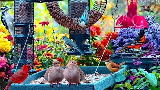 🔴LIVE 4K Spring Flower Garden Bird Feeder: Cardinals, Woodpeckers, Song Birds, Bees, and Flowers