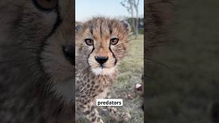 Feeding Adorable Baby Cheetahs