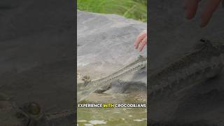 Touching A Gharial