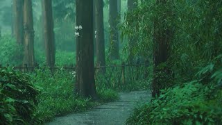 森の小道の雨の音を聞いて、気持ちをリラックスして、焦りを減らして、深い睡眠