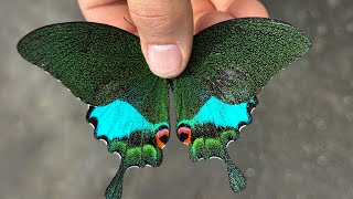 The butterflies found deep in the mountains of Indonesia are amazing