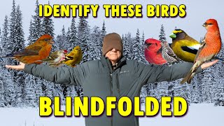 How To Identify Finches Right Now.