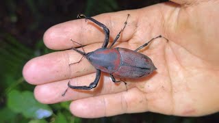 A giant weevil was captured deep in the mountains of Indonesia!