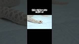 The cutest snake eating scene in the world #shorts