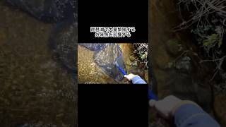 琵琶湖で大量繁殖する外来魚を乱獲　#shorts