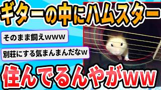 【2ch面白いスレ】アコギの中からハムスターが出てこない