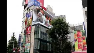 新宿の猫 (Shinjuku Cat)