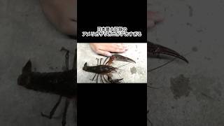 The largest recorded American crayfish in Japan is way out of the ordinary #shorts