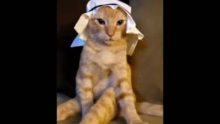 Gato arabe 😎