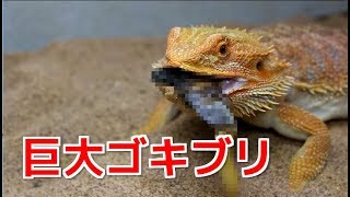 巨大ゴキブリをトカゲにプレゼント