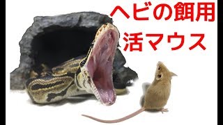 ヘビの為に生きたネズミを買ってきました