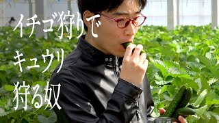 イチゴ狩りでキュウリ狩る奴