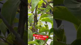 街中でよく聴く虫の声の主の撮影成功！でも種類がわからない　#shorts