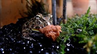 クランウェルツノガエルの食事が可愛い