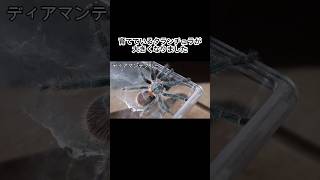 タランチュラが大きくなりました　#shorts