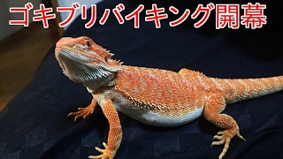 ゴキブリ１００匹のケージに腹ペコのトカゲを投入