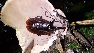 A strange insect that lives only under giant mushrooms: the violin beetle.