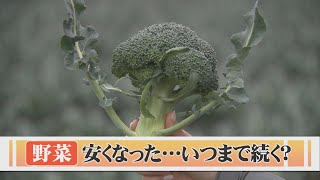 食卓の強い味方なるか？野菜価格が値下がり傾向…キャベツ・ホウレンソウは以前の半額以下　ブロッコリーは収穫時期が遅れ、いまが収穫最盛期