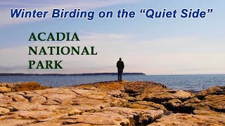 Winter Birding on Acadia's Quiet Side