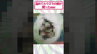 【2ch面白いスレ】スーパーで買ったうずらが孵ったwww##2ch #2ch面白いスレ