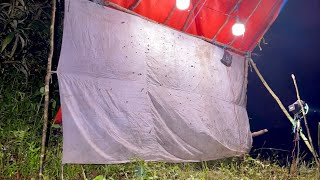 When you light trap in Indonesia, huge beetles and stag beetles come flying out.