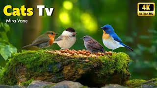 Cat TV 🕊️ 8 Hours of Peaceful Bird Watching | 4K HDR Video for Quick Relaxation and Stress Relief
