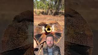 Reacting to "Yoink Guy" in Australia