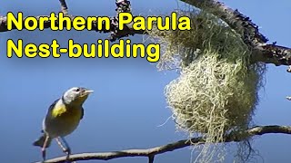 Northern Parula building a nest.