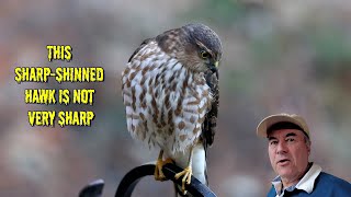 Sharp-shinned Hawk - YOUNG and DUMB