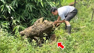 When you move fallen trees in the rainforest...