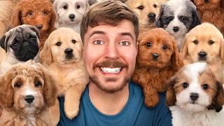 100匹の犬を保護した！