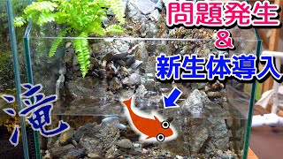 滝の流れる水槽で問題が…と新魚種導入！【滝のアクアテラリウム６】