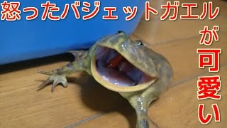 怒ったバジェットガエルが可愛すぎる