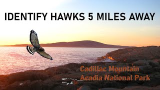 Hawk Watch - Acadia National Park